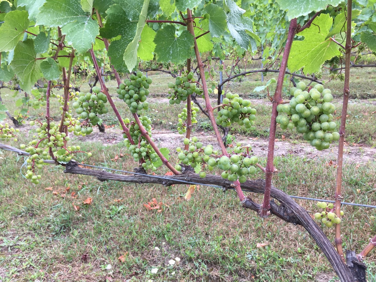 Fruit zone of ‘Riesling.’